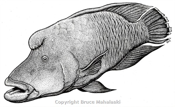 008 - Humpheaded wrasse - Picture